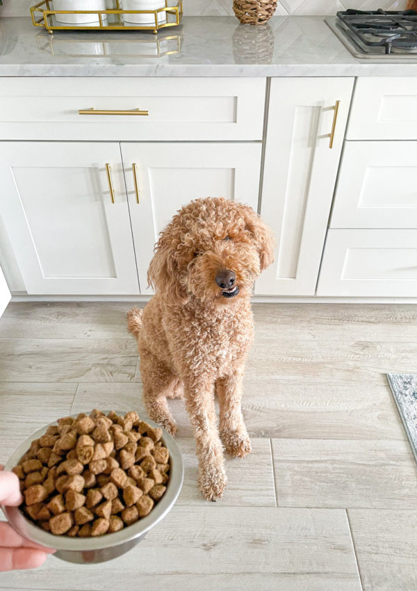 best digestive health dog food