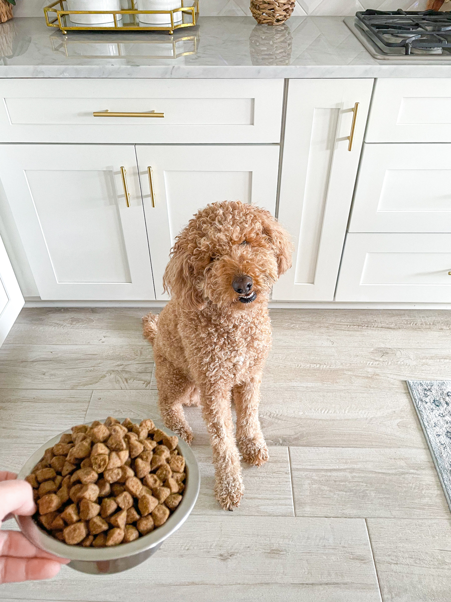 best digestive health dog food